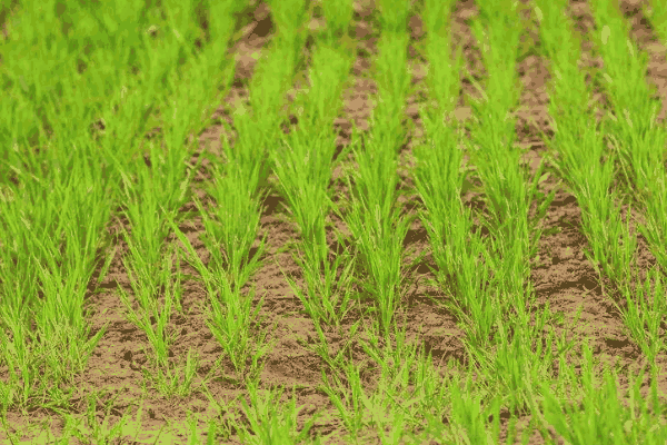 冬小麦无公害种植的土壤条件有哪些(冬小麦的种植要求)